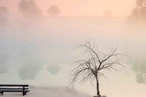 Спят ли дървета през зимата? Защо не умрат в студа? Спят ли дървета през зимата? Защо не умрат в студа?